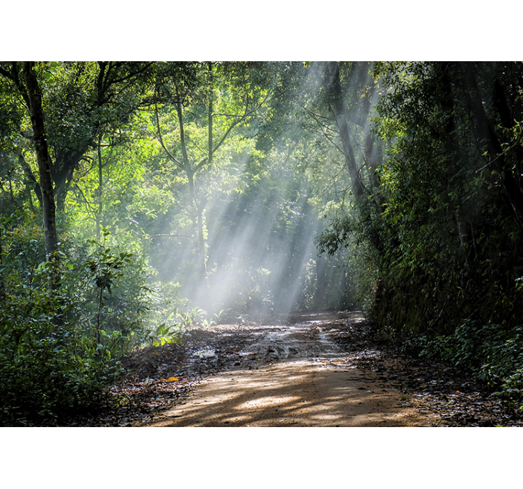 Fotomural naturaleza sendero del bosque luminoso - TenVinilo