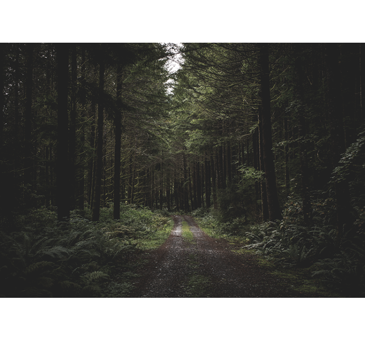 Fotomural naturaleza sendero boscoso verdeante - TenVinilo