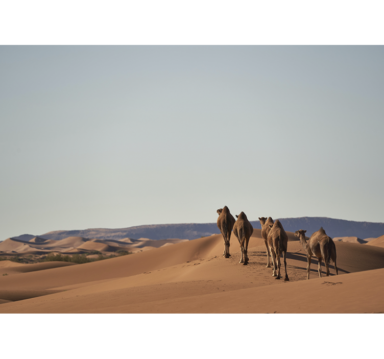 Fotomural desierto camellos del desierto - TenVinilo
