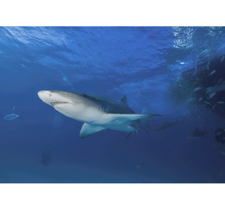 Fotomural animales exploración del tiburón majestuoso - TenVinilo