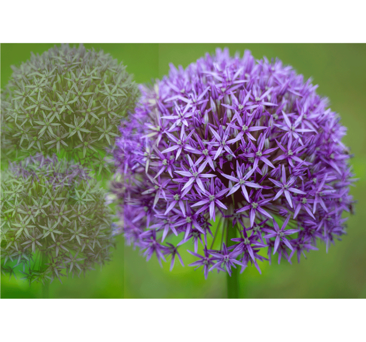 Fotomural de amapolas arreglo floral púrpura - TenVinilo