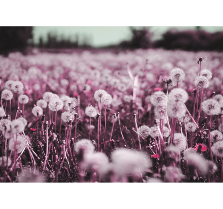 Fotomural diente de león escena de campo morado - TenVinilo