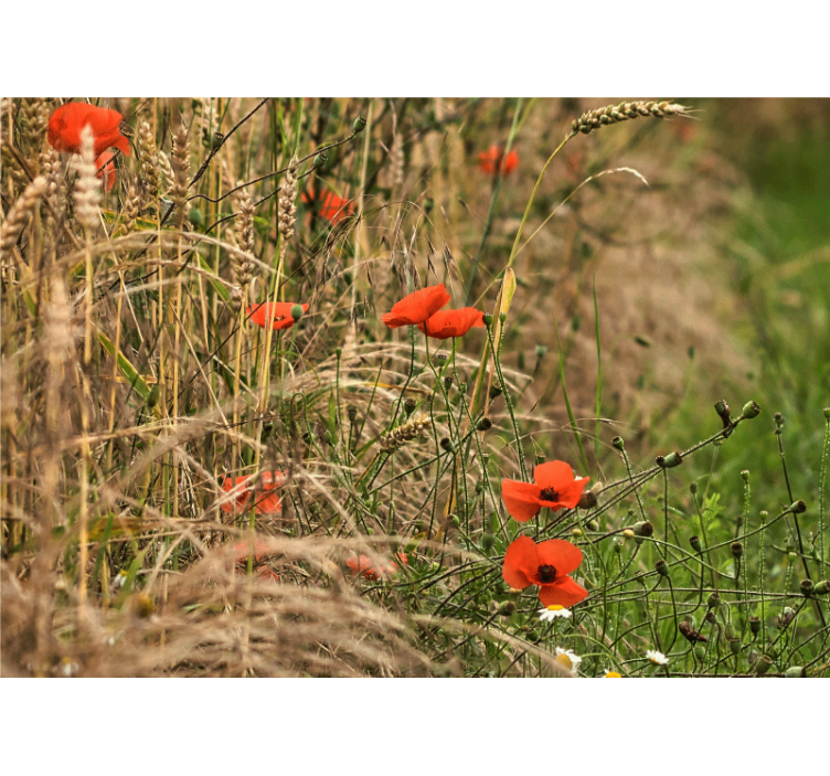 Fotomural de amapolas serenidad en pradera - TenVinilo