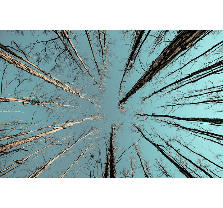 Fotomural árboles alcanzando el cielo - TenVinilo