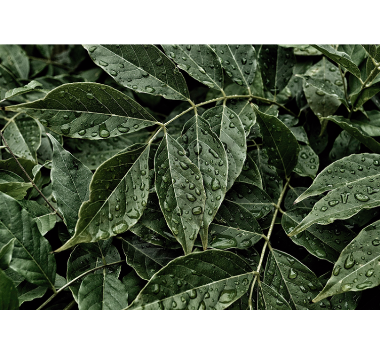 Fotomural naturaleza superficie de follaje vibrante - TenVinilo