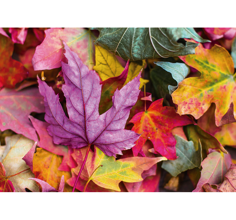 Mural de pared flores patrones de hojas coloridas - TenVinilo