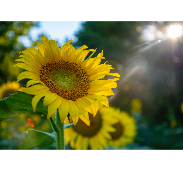 Mural de pared flores girasoles en plena floración - TenVinilo