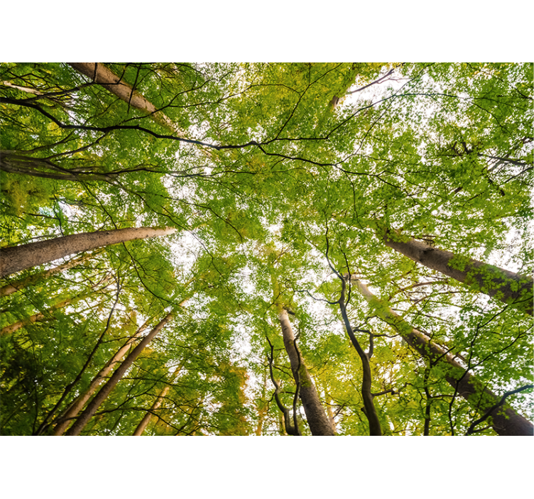 Fotomural bosque exuberante dosel verde - TenVinilo