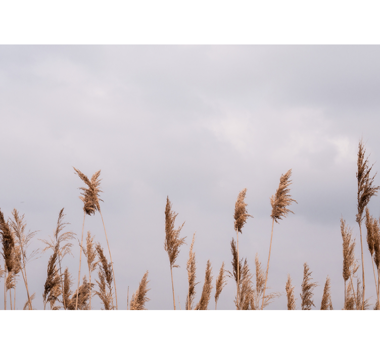 Fotomural árboles siluetas de hierba alta - TenVinilo