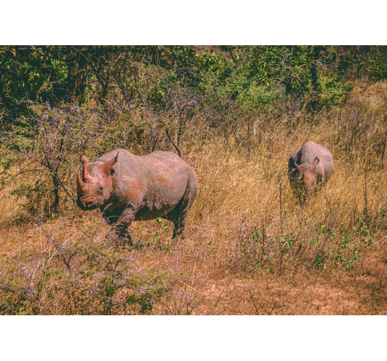 Fotomural animales rinocerontes en la pradera - TenVinilo