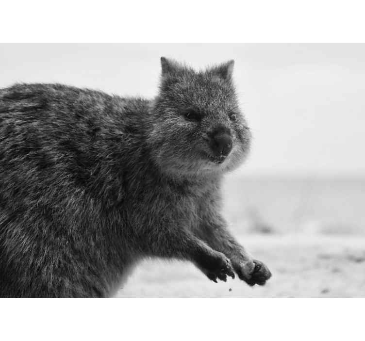 Fotomural animales expresión de wombat en primer plano - TenVinilo
