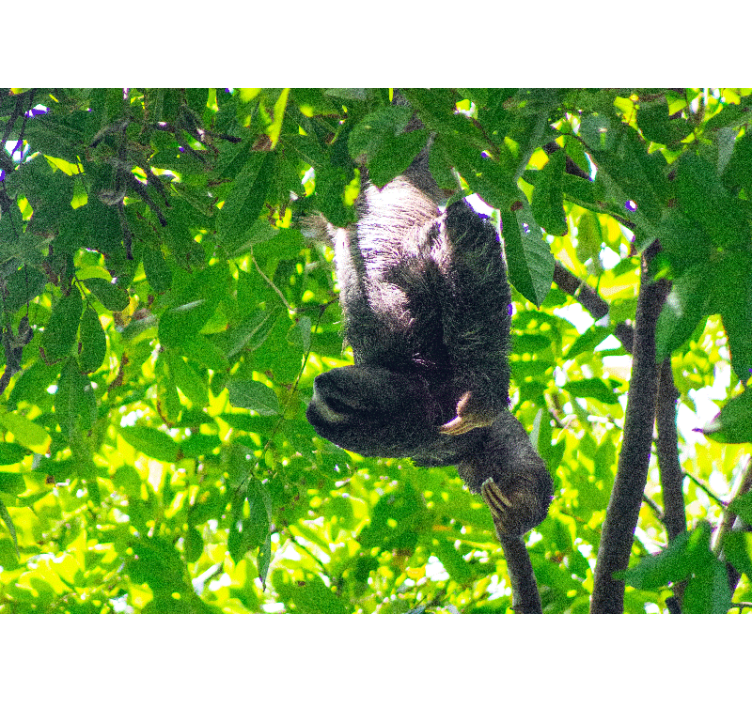 Fotomural animales perezoso colgando entre hojas - TenVinilo