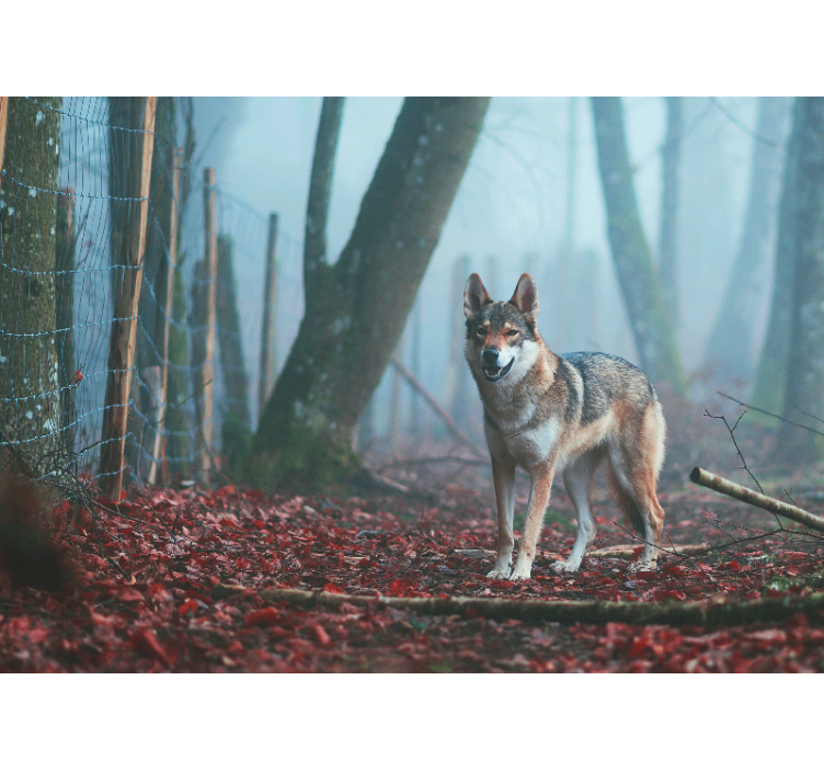 Fotomural animales lobo en bosque brumoso - TenVinilo