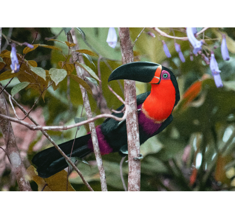 Fotomural animales exhibición de tucán colorido - TenVinilo