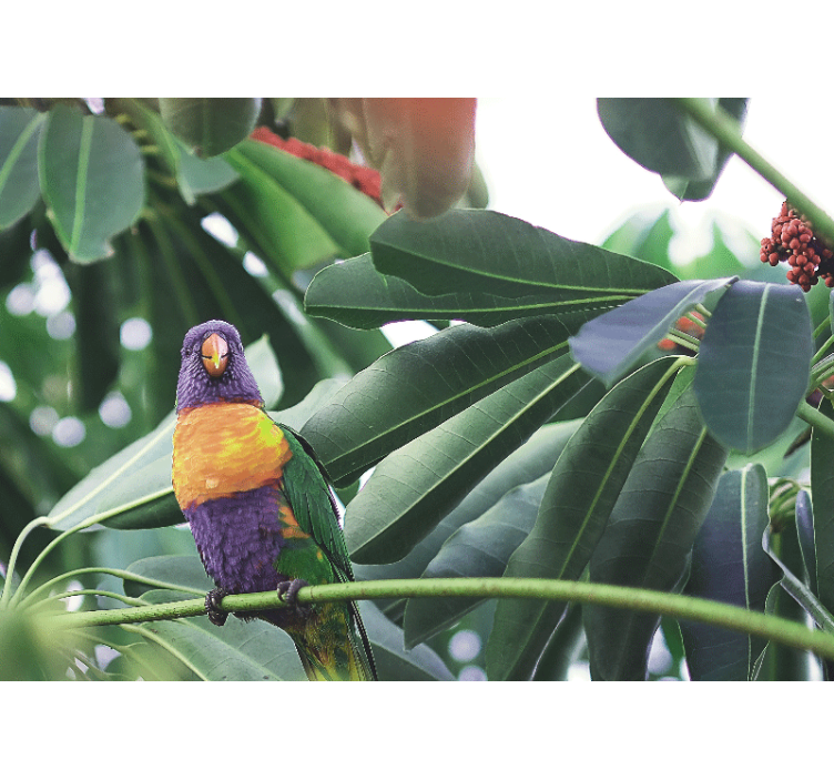 Fotomural animales loro colorido posado - TenVinilo