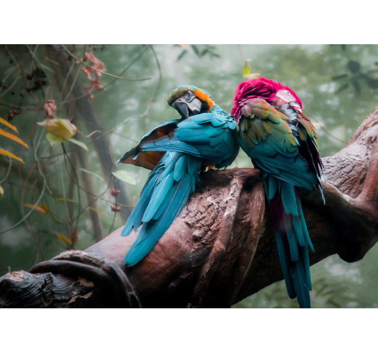 Fotomural animales llamativos loros abrazan - TenVinilo