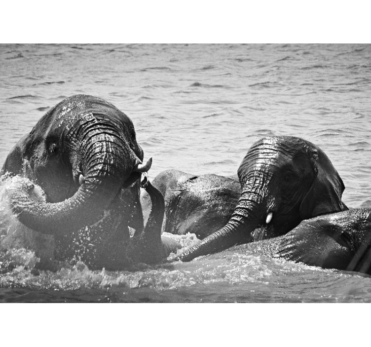 Fotomural animales elefantes en líquido - TenVinilo