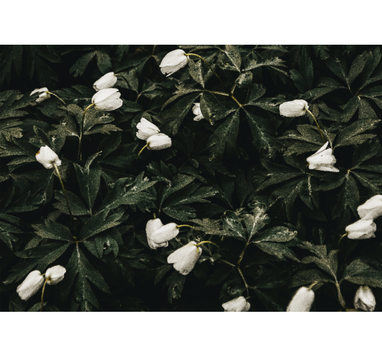 Mural de pared flores flores blancas suaves - TenVinilo