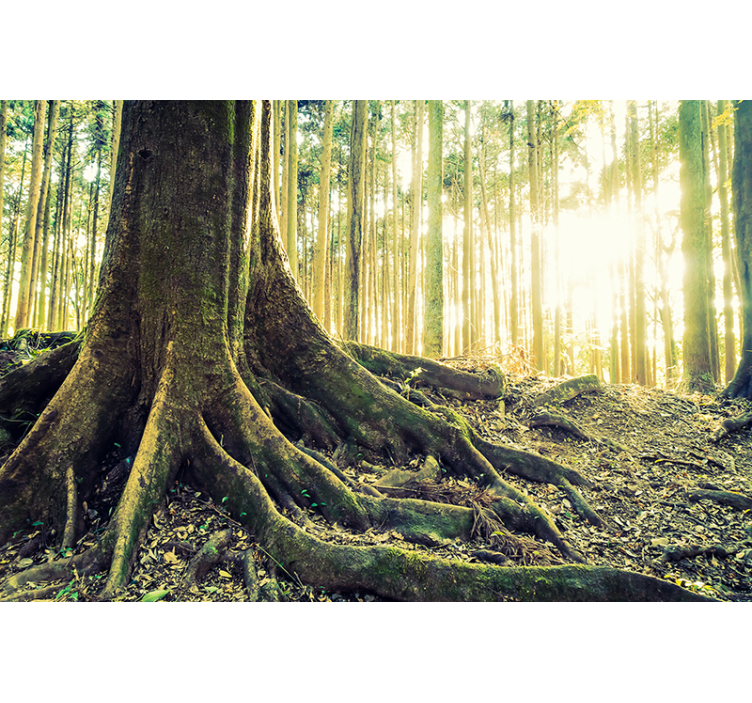 Fotomural bosque raíces de árbol iluminadas - TenVinilo