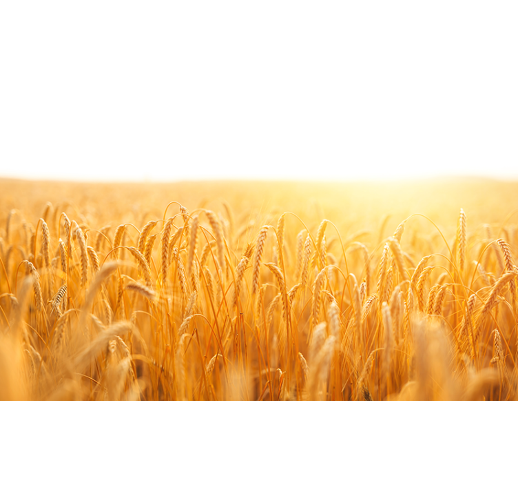 Fotomural naturaleza pradera de granos dorados - TenVinilo