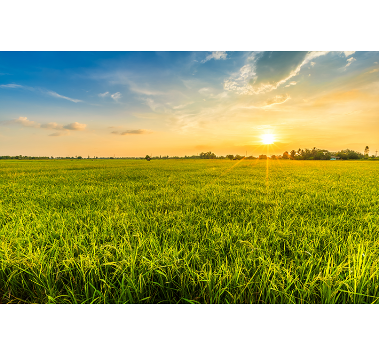 Papel pintado paisaje atardecer sobre campos verdes - TenVinilo