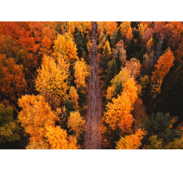 Papel pintado paisaje sendero del bosque otoñal - TenVinilo