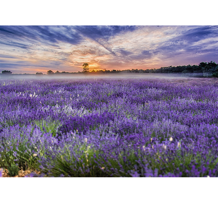 Mural de pared flores campo de lavanda al atardecer - TenVinilo