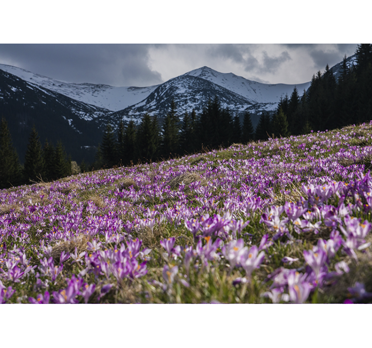 Mural de pared flores campo de crocus - TenVinilo