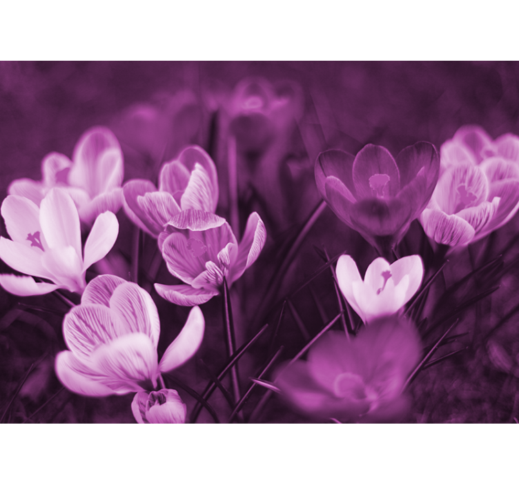 Fotomural de amapolas floración floral delicada - TenVinilo