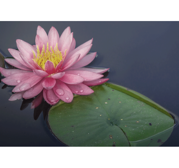 Mural de pared flores loto rosa sereno - TenVinilo