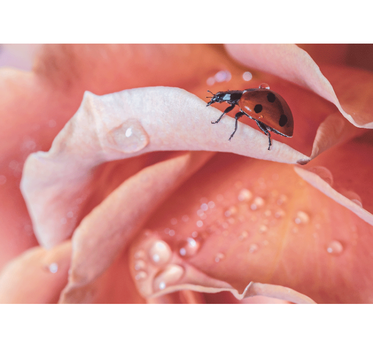 Mural de pared flores mariquita en pétalo - TenVinilo