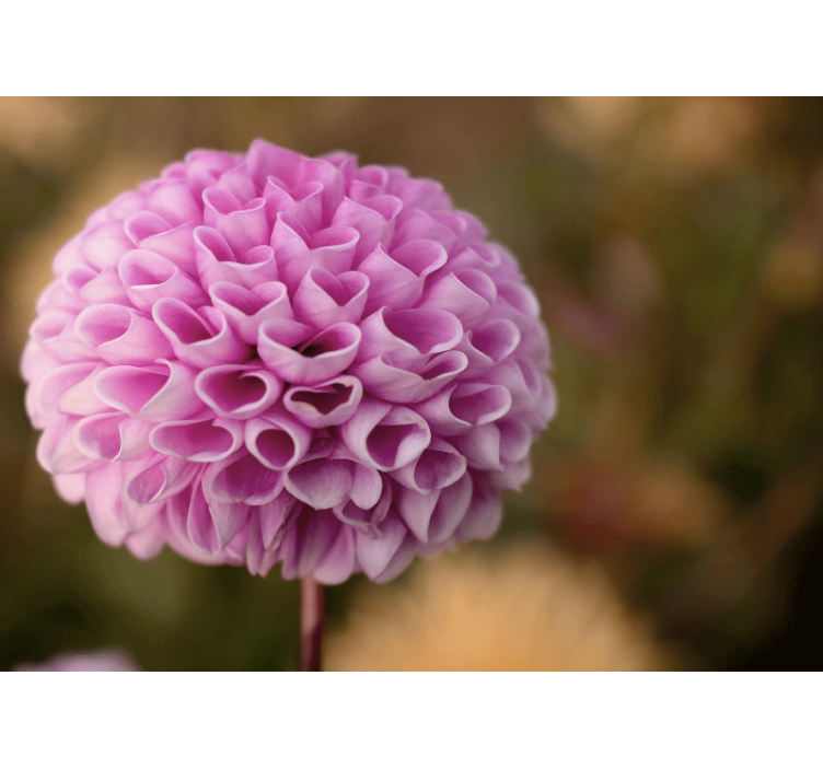 Mural de pared flores esfera floral rosa - TenVinilo