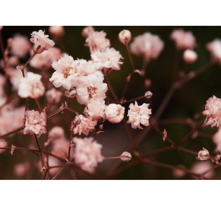Mural de pared flores flores delicadas en flor - TenVinilo