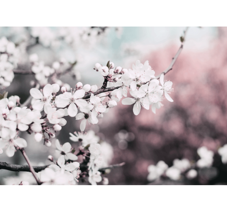 Mural de pared flores rama de flores de cerezo - TenVinilo