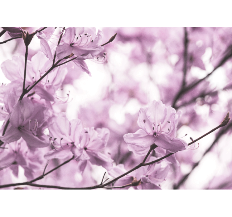 Mural de pared flores flores rosadas delicadas - TenVinilo