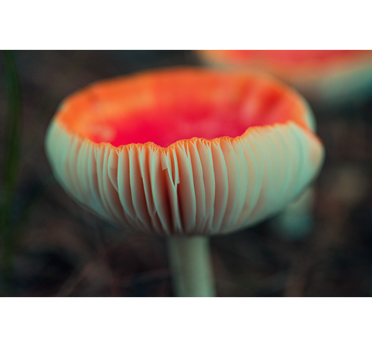 Fotomural de amapolas flor de amapola elegante - TenVinilo