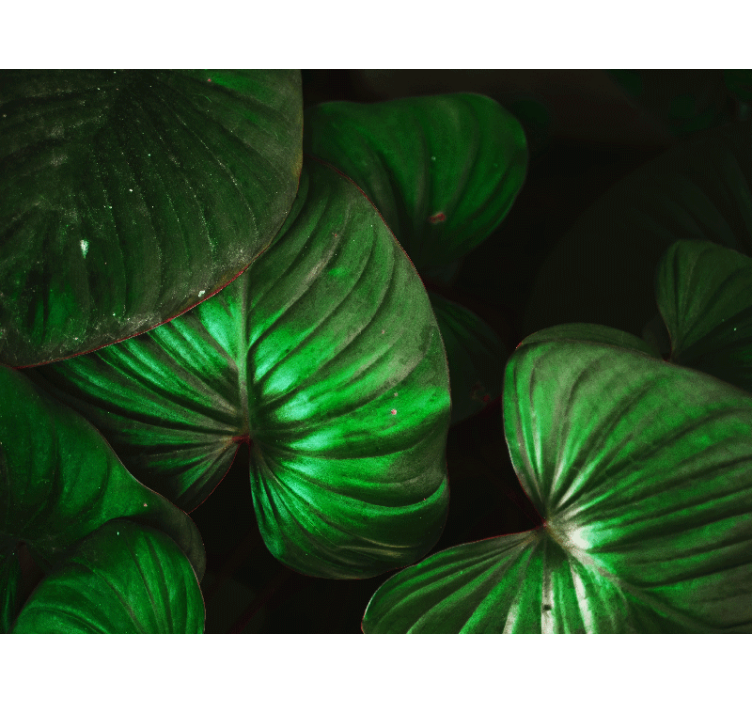 Papel pintado naturaleza hojas verdes vivas - TenVinilo