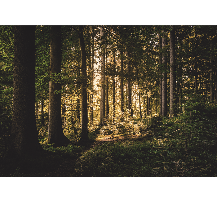 Papel pintado bosque camino brillante del bosque - TenVinilo