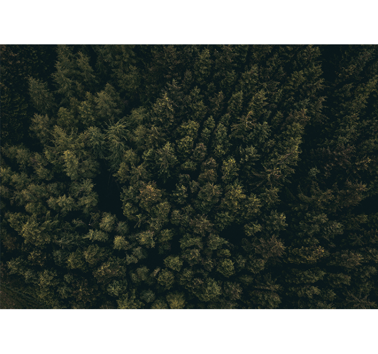 Fotomural naturaleza dosel de vegetación exuberante - TenVinilo