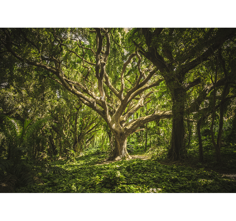 Fotomural bosque dosel de árboles majestuoso - TenVinilo