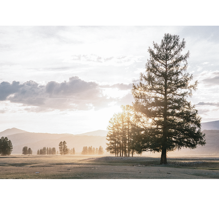 Fotomural naturaleza silueta de pino sereno - TenVinilo