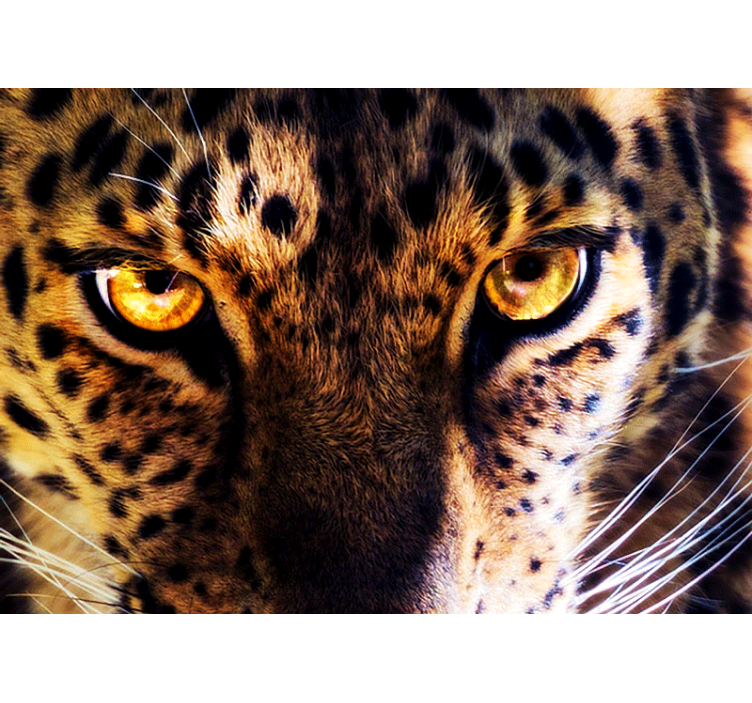 Fotomural león mirada regal de leopardo - TenVinilo