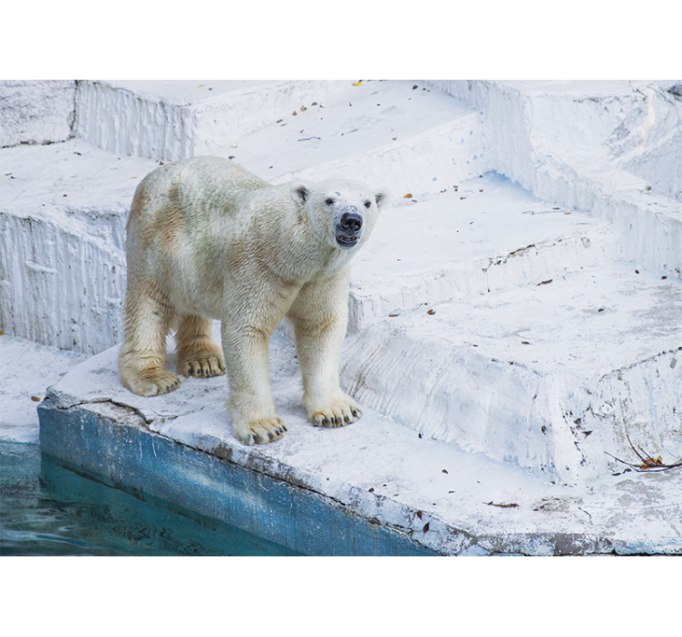 Fotomural animales oso polar en posición - TenVinilo