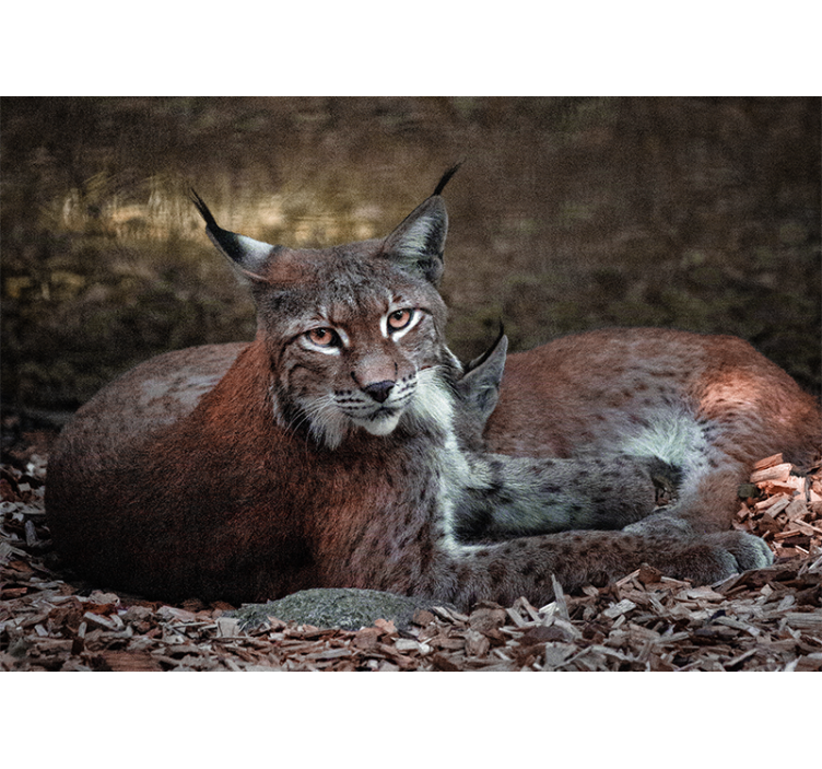 Fotomural animales lince durmiendo pareja - TenVinilo