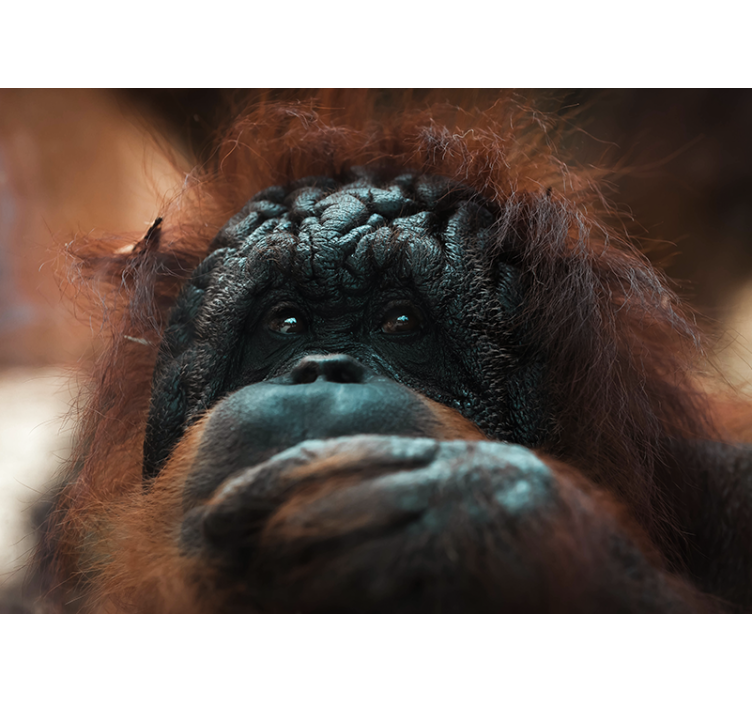 Fotomural animales mirada reflexiva del orangután - TenVinilo