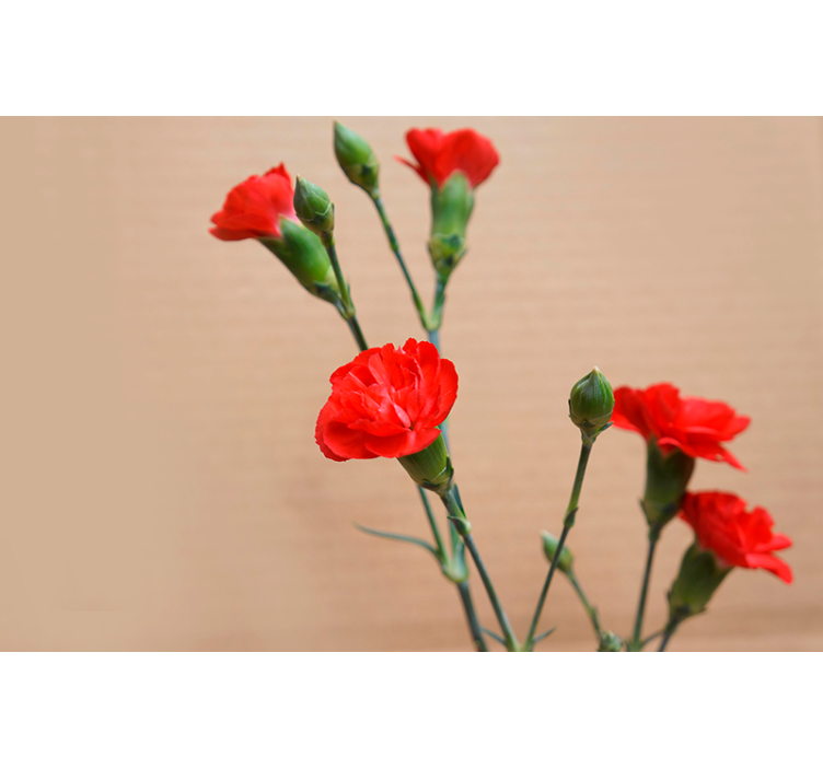 Fotomural de flores con claveles rojos - TenVinilo