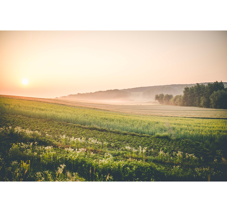 Fotomural naturaleza pradera atardecer - TenVinilo