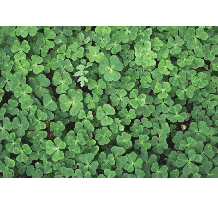 Papel pintado verde naturaleza treból - TenVinilo