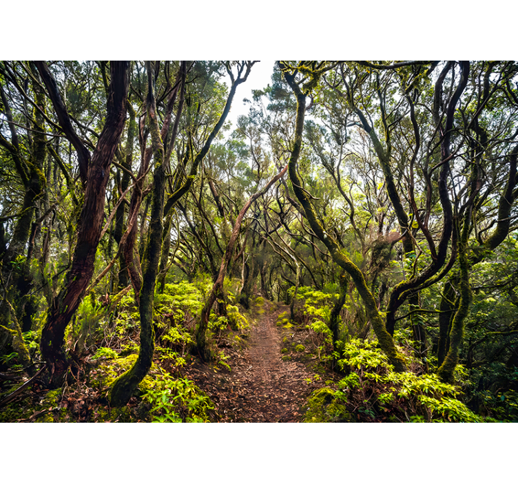 Fotomural bosque Anaga Tenerife - TenVinilo