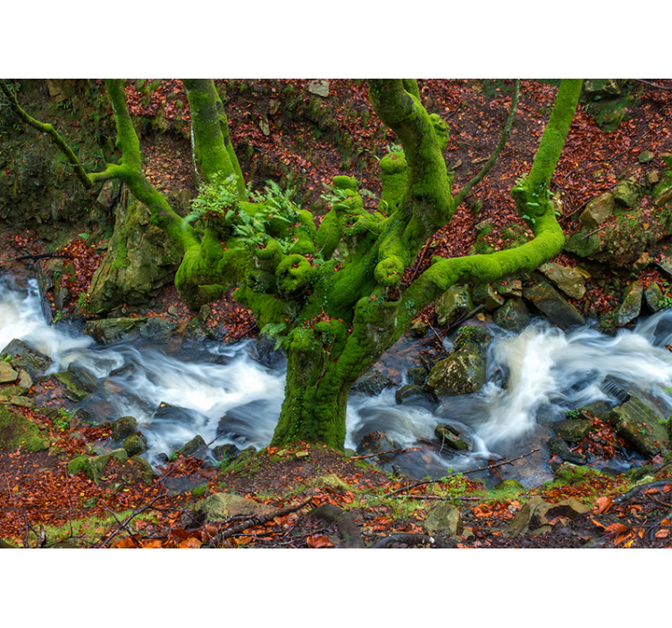 Fotomural bosque Belaustegui Gorbea - TenVinilo